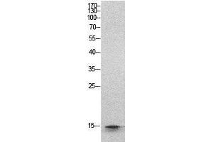 Western Blot (WB) analysis of HeLa cells using Histone H2B Polyclonal Antibody.