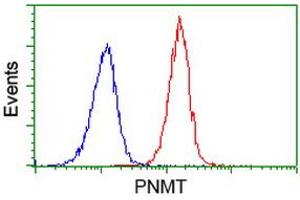 Image no. 1 for anti-Phenylethanolamine N-Methyltransferase (PNMT) antibody (ABIN1500307) (PNMT anticorps)