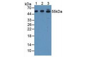 Figure. (AFT7 anticorps  (AA 50-270))