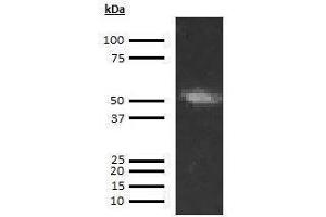 Western Blotting (WB) image for anti-Coagulation Factor IX (F9) antibody (Biotin) (ABIN613077) (Coagulation Factor IX anticorps  (Biotin))