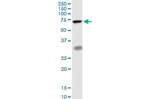 TIGD1 MaxPab polyclonal antibody. (TIGD1 anticorps  (AA 1-591))