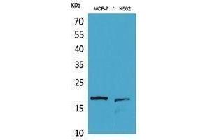 Western Blotting (WB) image for anti-Histone 3 (H3) (Lys10) antibody (ABIN3180411) (Histone 3 anticorps  (Lys10))