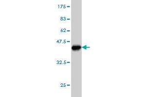 Western Blot detection against Immunogen (37.