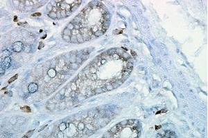 Immunohistochemistry analysis using Mouse Anti-Hsp90 Monoclonal Antibody, Clone H9010 .