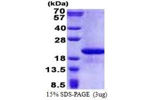 SDS-PAGE (SDS) image for Family with Sequence Similarity 107, Member B (FAM107B) (AA 1-131) protein (His tag) (ABIN5853224)