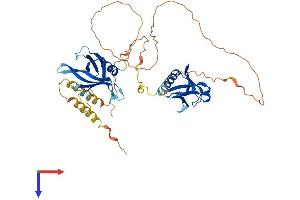 AlphaFold protein structure predicition of Mouse Recombinant Dok3 Protein, UniprotID Q9QZK7