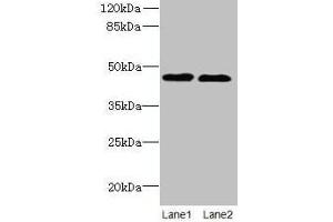 Western blot All lanes: KCNK13 antibody at 8 μg/mL Lane 1: HepG2 whole cell lysate Lane 2: LO2 whole cell lysate Secondary Goat polyclonal to rabbit IgG at 1/10000 dilution Predicted band size: 46 kDa Observed band size: 46 kDa (KCNK13 anticorps  (AA 292-408))
