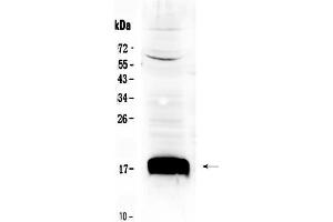 Western blot analysis of Sca1/Ly6A/E using anti- Sca1/Ly6A/E antibody . (Sca-1/Ly-6A/E anticorps  (Middle Region))