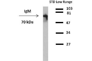 Western blot analysis of detection (reducing conditions) of IgM in human plasma using anti-human IgM peroxidase conjugate. (Souris anti-Humain IgM Anticorps)