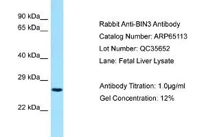 Western Blotting (WB) image for anti-Bridging Integrator 3 (BIN3) (C-Term) antibody (ABIN2790047)