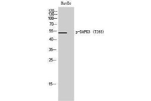 Western Blotting (WB) image for anti-Death-Associated Protein Kinase 3 (DAPK3) (pThr265) antibody (ABIN3179599) (DAPK3 anticorps  (pThr265))
