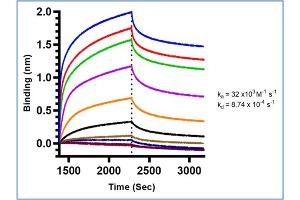 Binding mode and kinetic analysis of Mouse Anti-HbS Antibody (p/n 200-301-GS5).