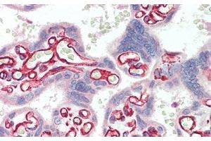 Detection of SULF2 in Human Placenta Tissue using Polyclonal Antibody to Sulfatase 2 (SULF2) (SULF2 anticorps  (AA 337-654))