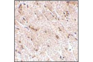 Immunohistochemistry of MAPKAP1 in human skeletal muscle tissue with this product at 5 μg/ml. (Transportin 1 anticorps  (Center))