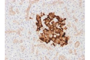 Formalin-fixed, paraffin-embedded human Pancreas stained with Insulin Rabbit Recombinant Monoclonal Antibody (IRDN/1980R). (Recombinant Insulin anticorps)