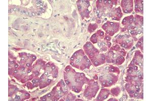 Anti-SEC62 / TP-1 antibody IHC staining of human pancreas. (SEC62 anticorps  (C-Term))