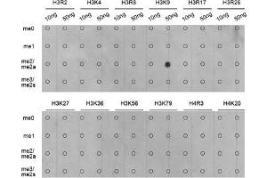 Dot Blot (DB) image for anti-Histone H3 (H3) (H3K9me2) antibody (ABIN3023260)