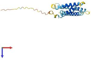 AlphaFold protein structure predicition of Mouse Recombinant Cmtm8 Protein, UniprotID Q9CZR4