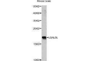 Western blot analysis of extracts of mouse brain, using LGALSL antibody. (GRP anticorps)