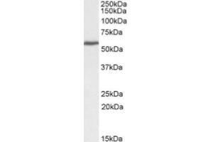 AP20107PU-N PRPF31 Antibody staining (0. (PRPF31 anticorps  (C-Term))