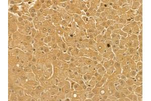 EPX Mouse Monoclonal Antibody at 1/100 staining human normal liver tissue by IHC-P. (EPX anticorps)