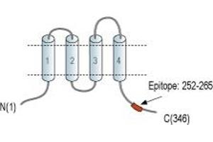 anti-Calcium Homeostasis Modulator 1 (CALHM1) (AA 252-265), (C-Term), (Intracellular) antibody (Atto 594)