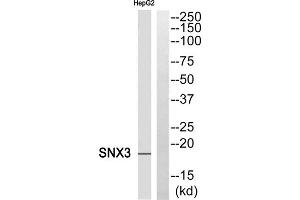 Western blot analysis of extracts from HepG2 cells, using SNX3 antibody.
