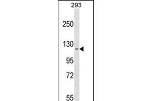 CCD Antibody (N-term) (ABIN1539089 and ABIN2849824) western blot analysis in 293 cell line lysates (35 μg/lane). (CCDC147 anticorps  (N-Term))