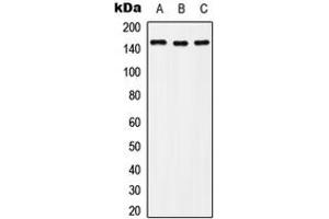 Western blot analysis of c-Met (pY1235) expression in Hela (A), Raw264. (c-MET anticorps  (C-Term, pTyr1235))