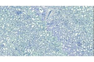 (ABIN185075) Negative Control showing staining of paraffin embedded Human Kidney, with no primary antibody. (MORF4L1 anticorps  (N-Term))