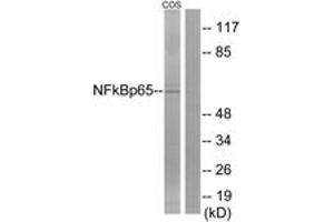 Western blot analysis of extracts from COS7 cells, treated with sorbitol 0. (NF-kB p65 anticorps  (AA 275-324))