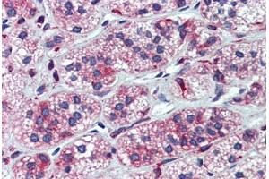 Adrenal, Human: Formalin-Fixed, Paraffin-Embedded (FFPE)