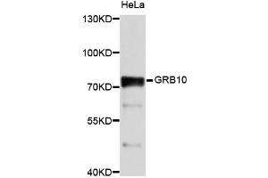 Western blot analysis of extracts of HeLa cells, using GRB10 antibody (ABIN2650918) at 1:1000 dilution. (GRB10 anticorps)