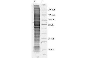 Coommassie stained SDS-PAGE of 20 ul of Mouse Derived NIH 3T3 Whole Cell Lysate separated in a 4-20% gradient gel under non-reducing conditions (lane 1). (Souris IgG Isotype Control)