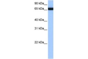 Western Blotting (WB) image for anti-Heterogeneous Nuclear Ribonucleoprotein L-Like (HNRPLL) antibody (ABIN2462328) (HNRPLL anticorps)