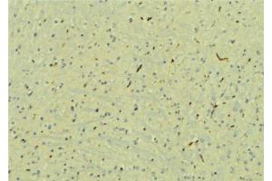 ABIN6277579 at 1/100 staining Mouse brain tissue by IHC-P.