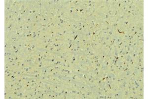 ABIN6277579 at 1/100 staining Mouse brain tissue by IHC-P. (STXBP1 anticorps  (C-Term))