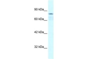 Western Blotting (WB) image for anti-Collectin Sub-Family Member 12 (COLEC12) antibody (ABIN2460484) (COLEC12 anticorps)