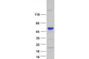 Validation with Western Blot