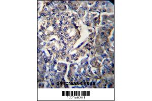 RPL35 Antibody immunohistochemistry analysis in formalin fixed and paraffin embedded human pancreas tissue followed by peroxidase conjugation of the secondary antibody and DAB staining. (RPL35 anticorps  (C-Term))