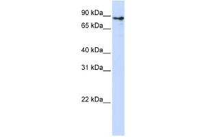 Western Blotting (WB) image for anti-Kelch-Like 1 (KLHL1) antibody (ABIN2458401) (KLHL1 anticorps)