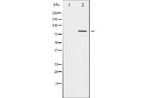 Western blot analysis of Caldesmon phosphorylation expression in EGF treated HeLa whole cell lysates,The lane on the left is treated with the antigen-specific peptide.