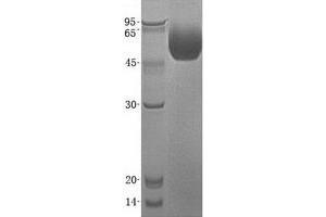 Validation with Western Blot (Poliovirus Receptor Protein (PVR) (Transcript Variant 2))