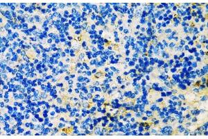 Immunohistochemistry of paraffin-embedded Mouse spleen using TIM-3/HAVCR2 Polyclonal Antibody at dilution of 1:200 (40x lens). (TIM3 anticorps)