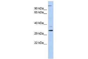 Western Blotting (WB) image for anti-Actin Related Protein 2/3 Complex, Subunit 2, 34kDa (ARPC2) antibody (ABIN2460073) (ARPC2 anticorps)