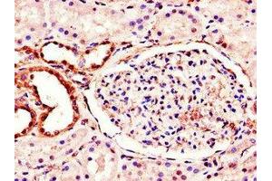 Immunohistochemistry of paraffin-embedded human kidney tissue using ABIN7160988 at dilution of 1:100 (MT-ND1 anticorps  (AA 23-67))