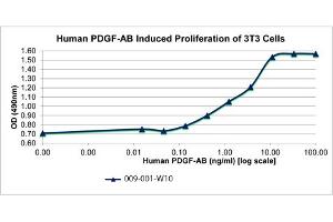 SDS-PAGE of Human Platelet Derived Growth Factor-AB Recombinant Protein Bioactivity of Human Platelet Derived Growth Factor-AB Recombinant Protein. (PDGF-AB Heterodimer Protéine)