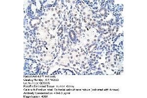 Rabbit Anti-NIP7 Antibody  Paraffin Embedded Tissue: Human Kidney Cellular Data: Epithelial cells of renal tubule Antibody Concentration: 4. (NIP7 anticorps  (C-Term))