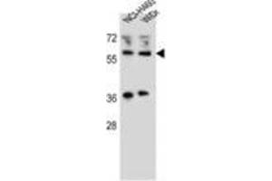 WTIP Antibody (C-term) western blot analysis in NCI-H460,WiDr cell line lysates (35 µg/lane).