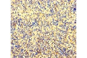 Immunohistochemistry of paraffin-embedded human spleen tissue using ABIN7144032 at dilution of 1:100 (AMIGO1 anticorps  (AA 28-327))